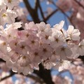 UW Cherry blossom 2018
