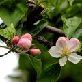 apple blossom or crab apple