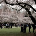 UW Cherry blossom 2018