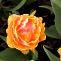 2018 tulip