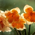 2018 Daffodils