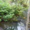 大安水圳和大安森林公園的螢火蟲生態池
