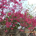 2014台北市府廣場及新光三越、信義計畫區等地的櫻花。