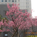 2014櫻花