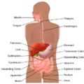 20/digestive-and-liver
