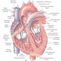 21/heart_anatomy