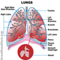 24/Lung