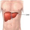 16/liver