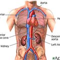 26/kidney