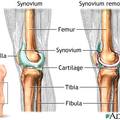 3/Knee joint
