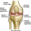 4/Knee joint-1