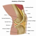 7/knee_joint1-s
