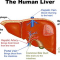 29/human-liver