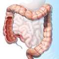 15/large intestine
