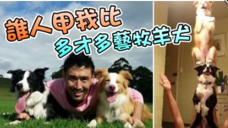 2015mlb例行賽
