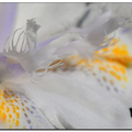 日本鳶尾花