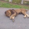 年老體衰的獅子,臉上帶傷被獅群排擠到車道旁