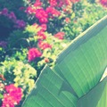 夏