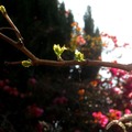lighted days