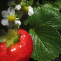 strawberry 草莓