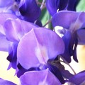 大暑的紫藤花開。馥