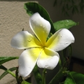 夏