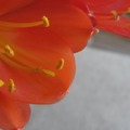 君子蘭。bush lily 