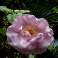 rose blossom from a transplanted cutting.