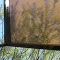 Palo Verde 綠棍子樹