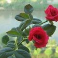 morning~ my river
高陽台