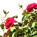 lighted days