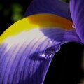 年年復生的 Iris