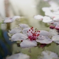 「花開花落兩由之。」 風來雨來後的紅葉李子花。