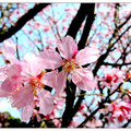 2016-03-06 陽明山櫻花