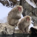 Jigokudani Monkey Park2