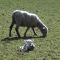 Cornwall Park園內羊群