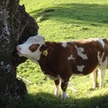 Cornwall Park園內放牧的牛