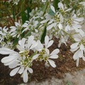 石岡民宿裏種的白雪木
