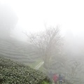 起霧後的茶園景色ㄧ