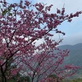 盛開的山櫻花