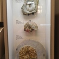 土銀展示館內的各類菊石