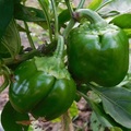 1081026
原種在陽台盆栽的彩色甜椒 
移植到田裏 
撐過炎熱的夏天 
也結出果實