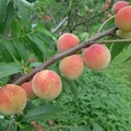 位於雞冠山縱谷的薑麻園，
種有桃、李、柿子、草莓、…等水果，
現在正是桃、李盛產的季節
