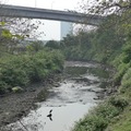 永福公園內的小溪