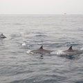 繞島途中遇到的海豚群之一