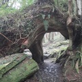 明池森林裏的神木洞