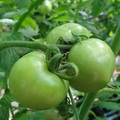金勇蕃茄園內種植的番茄