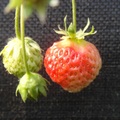 金勇蕃茄園內種植的草莓