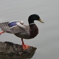 明池湖畔的綠頭鴨