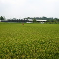 農場美麗稻田與溫室